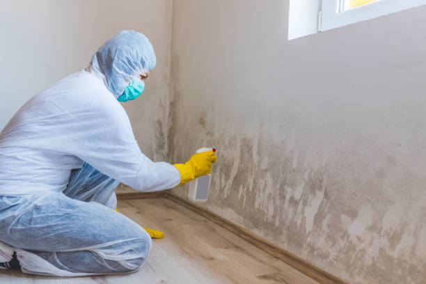 Licensed Mold Inspection service in Edgewood, PA - WQB Mold Removal